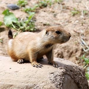 Black-tailed Prairie Dog Pup