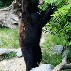 American Black Bear