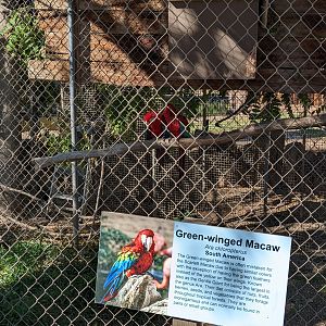 Original Zoo - Green-winged macaw
