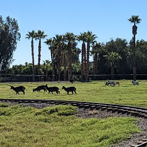 Original Zoo - waterbuck