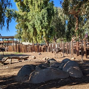 Original Zoo - ostrich in main hoofstock yard