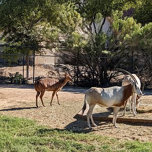 Original Zoo - nyala and scimitar horned oryx