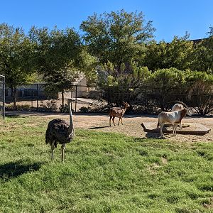 Original Zoo -  ostrich and nyala
