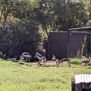 Original Zoo - marabou stork and springbok