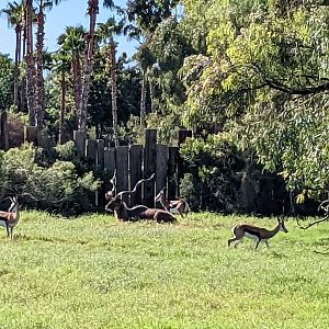 Original Zoo - springbok and kudu