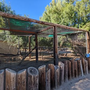 Original Zoo -  spot-nosed guenon