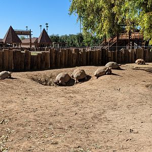 Original Zoo - sulcata tortoise