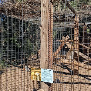 Original Zoo - patas monkey