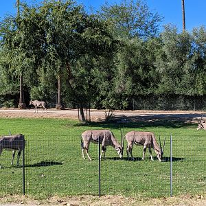 Safari Park - Beisa oryx