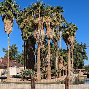 Safari Park - Spider monkey islands behind restaurant