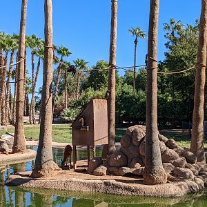 Safari Park - capuchin monkey and sitatunga