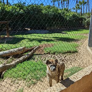 Safari Park - Spotted hyena