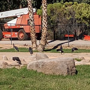 Safari Park - abdim's storks