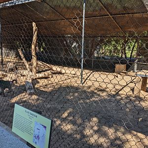 Safari Park - olive baboon