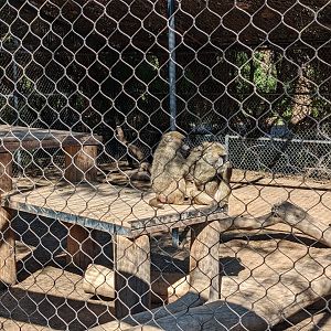 Safari Park - olive babboon