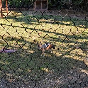 Safari Park - black backed jackel