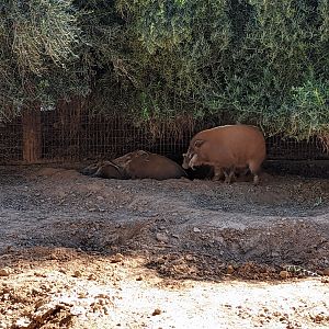 Safari Park -  red river hogs