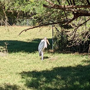 Safari Park - marabou stork