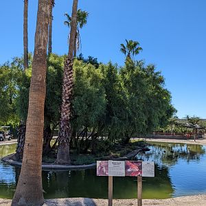Safari Park -  white faced capuchin monkey
