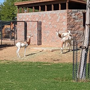 Safari Park - addra gazelle