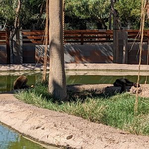 Safari Park -  brown spider monkey