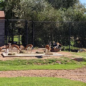 Safari Park -  Thomson's Gazelles