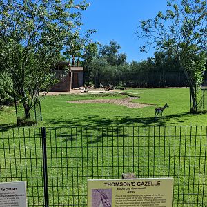 Safari Park - Thomson's gazelle yard