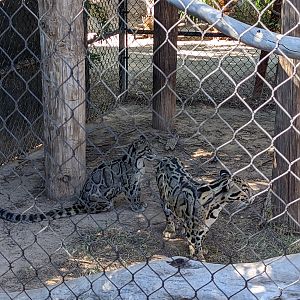Safari Park -  clouded leopard