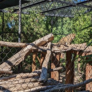 Safari Park -  clouded leopard