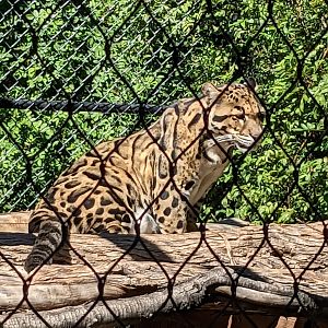 Safari Park -  clouded leopard