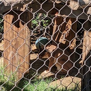 Safari Park - Caracal