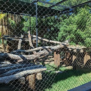 Safari Park - Caracal