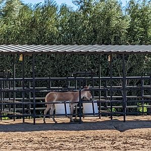 Safari Park - onager
