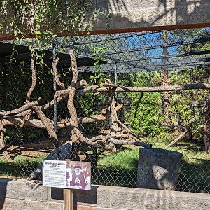 Safari Park - Colobus monkey