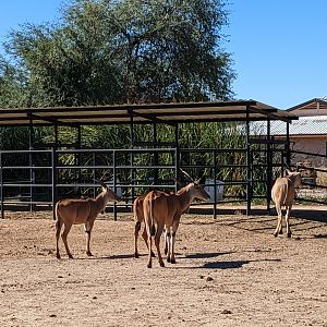 Safari Park - common eland