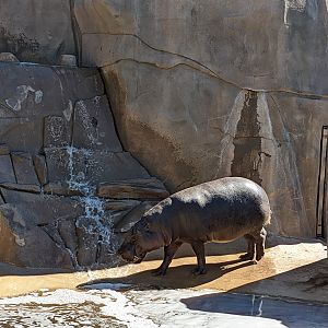 Safari Park - Pygmy hippo