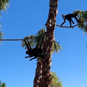 Safari Park - black spider monkey