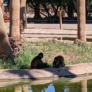 Safari Park - brown spider monkey