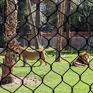 Safari Park - african lion