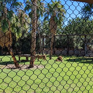 Safari Park - african lion