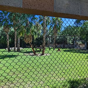 Safari Park - african lion habitat