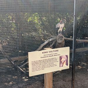 Safari Park - king vulture