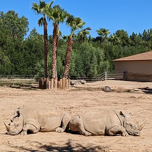 Safari Park -  white rhino