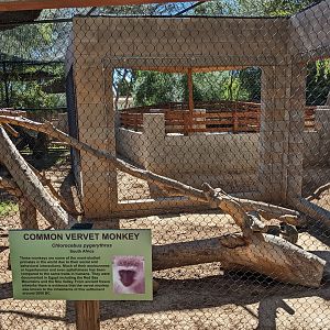 Safari Park - common vervet monkey