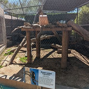 Safari Park - brown-tuffted capuchin