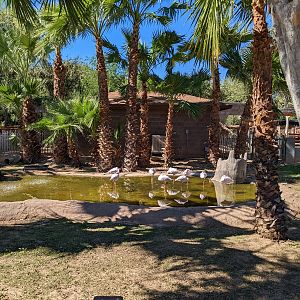 Safari Park - African flamingo