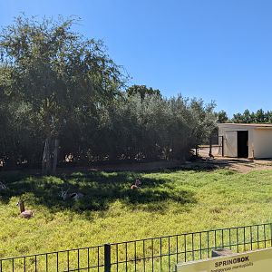 Safari Park - springbok