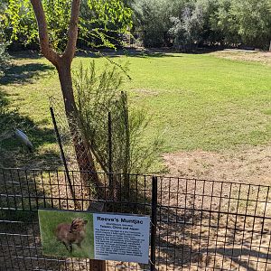 Safari Park - reeves muntjac