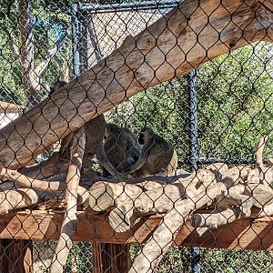 Safari Park - common vervet monkey