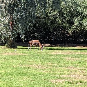 Safari Park - blesbok